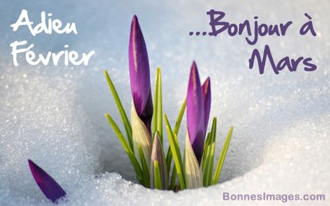 Adieu Février ...Bonjour à Mars Bonjour Mars, Blessed Imbolc, School Icebreakers, Hello April, Fencing Material, Snow Flower, March Month, Wallpaper Free Download, Months In A Year