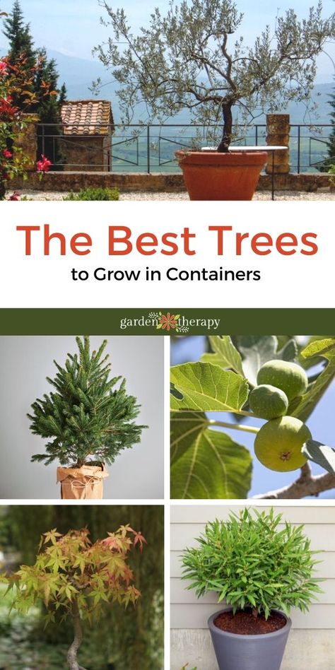 Growing trees in containers is an easy way to add a variety of color, texture, and size to your outdoor garden or patio space, as well as an effective solution for small-space gardens that don’t have the room for full-sized trees. Plus, trees grown in pots can live in climates that would otherwise be too cold for them, so even gardeners living in cold climates can grow trees like fig and bay that are native to warmer climates. #gardentherapy #growingtrees #containergardening Trees In Large Pots, Trees For Balcony Small Spaces, Pot Trees Outdoor, Small Trees In Pots Patio, Small Olive Tree In Pot, Trees You Can Grow In Pots, Trees That Grow In Pots, Growing Trees In Pots, Trees For Pots Outdoors