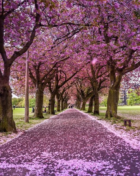 First sunsets, now cherry blossoms. Edinburgh showing its colours! 🏵🌸💐 Can't beat The Meadows in Spring! Follow @charmingbritain for more👈… Visit Scotland, Spring Photos, Pink Trees, Europe Travel Destinations, Edinburgh Scotland, Travel Nature, The Meadows, Scotland Travel, Gardening For Kids