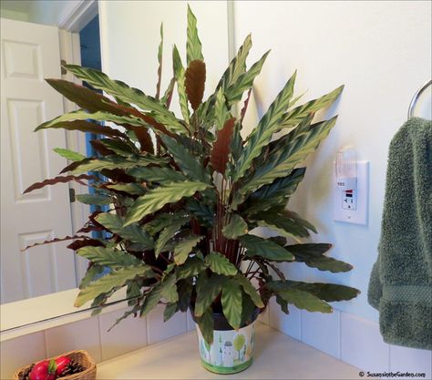 Calathea Rufibarba, Peacock Plant, Zebra Plant, Calathea Plant, نباتات منزلية, Window Plants, Indoor Flowers, Colorful Plants, Succulent Arrangements