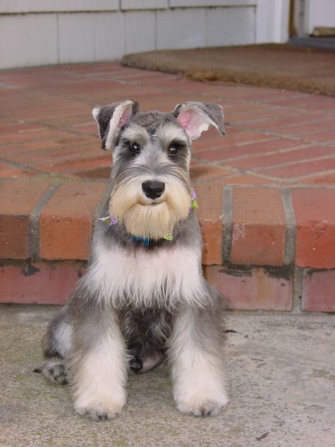 ❤️Schnauzer Schnauzer Breed, Schnauzer Art, Mini Schnauzer Puppies, Miniature Schnauzer Puppies, Schnauzer Puppy, Popular Dog Breeds, Most Popular Dog Breeds, Schnauzer Dogs, Mini Schnauzer