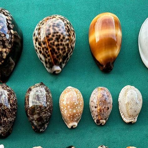 Bretts shellfinds on Instagram: "IM SO HAPPY. Cowry Shells Over the past 4 years I’ve loved this hobby shelling and found some truly amazing shells. This is my very best and largest range of cowries that I’ve found. Mostly from my region. I get the same joy in a finding gem condition small cowries as I do a large gem cowrie. The colours, patterns and glossy finish are what strikes me every time. Little balls of beauty. Like and FOLLOW for more beautiful shell finds content from the East Coast of Australia. #shells #cowrie #cowrieshells #shelling #gems #perfect #myfavourites #favourites #loveit #shiny #stunning #favs #sogood #marine #green #colours #patterns #photography #photooftheday #photo #follow #nature #collection #collector #viral #wow #shotoniphone #blessed #happy #healthyli Patterns Photography, Cowry Shell, Im So Happy, Green Colours, Cowrie Shells, Nature Collection, East Coast, So Happy, Shells