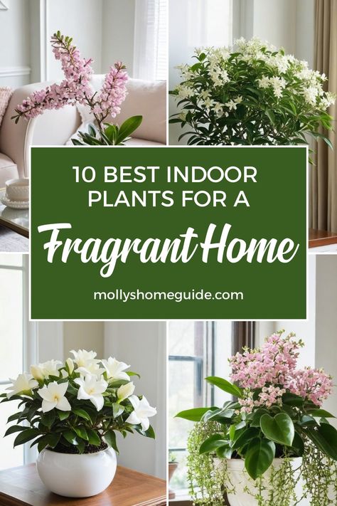 Explore a variety of fragrant indoor plants that can elevate the ambiance of your home. Discover the best indoor plants that not only look beautiful but also smell amazing. Add a touch of nature to your space with scent-sational fragrant plants, including herbs that will make your house smell great. Create a divinely fragrant home by incorporating these indoor plants with natural scents into your decor. Choose the best smelling indoor plants to enjoy their heavenly aromas all year round. Indoor Plants That Smell Good, Plants That Filter Indoor Air, Flowering House Plants Indoor, Medium Light Plants Indoor, Plants For Inside The House, Plants In Baskets Indoor, Indoor Plants Decor Living Room Ideas, Beginner Plants Indoor, Plants In Living Room Ideas