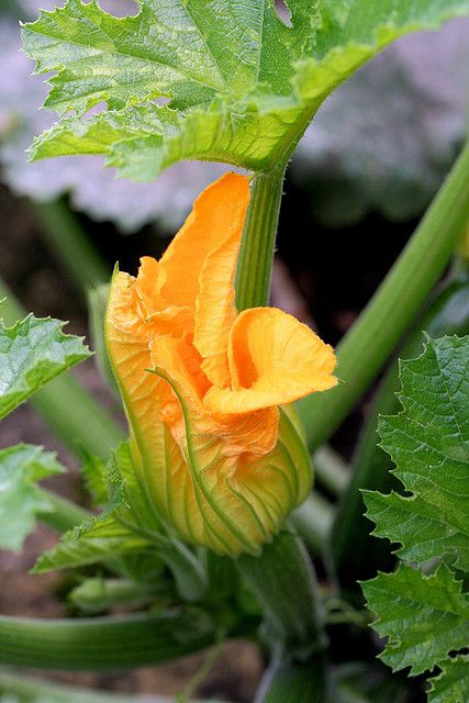 Courgette flower AKA Squash blossom... Squash Flowers, Squash Blossom, Kitchen Garden, Flowers, Plants