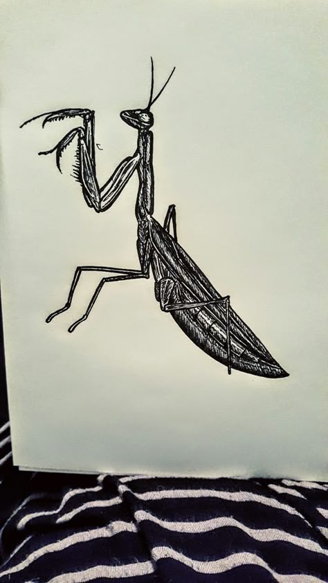 Preying Mantis Sketch, Praying Mantis Tattoo Traditional, Praying Mantis Tattoo Simple, Mantis Tattoo Design, Praying Mantis Drawing, Praying Mantis Art, Praying Mantis Tattoo, Mantis Tattoo, Jordan Tattoo