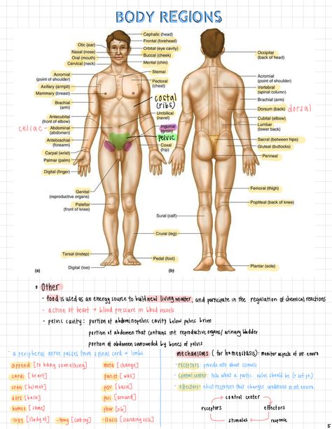 Body Muscle Anatomy, Medical Terminology Study, 100 Days Of Productivity, Mcat Study, Nursing School Essential, Medicine Notes, Basic Anatomy And Physiology, Nurse Study Notes, Medical Student Study