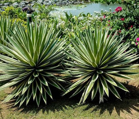 Asclepias Tuberosa, Drought Resistant Plants, Drought Tolerant Garden, Covered Garden, Agave Plant, Low Maintenance Landscaping, Mediterranean Garden, Herbaceous Perennials, Agaves