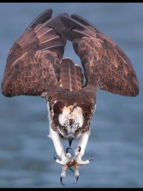 Osprey Bird, Animal Study, Silly Animals, Alam Yang Indah, Birds Of Prey, Wild Life, Nature Images, Animal Photo, Creature Design