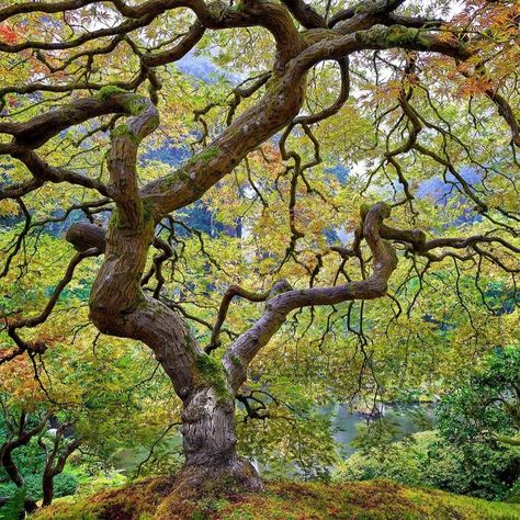 Photo by David K. Beavis Fine Art on November 14, 2022. May be an image of nature and tree. Maple Tree Drawing, Japanese Trees, Mastic Tree, Perspective Is Everything, Trees Aesthetic, Japanese Tree, Twisted Tree, Maple Trees, Studio Artist