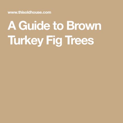 Brown Turkey Fig Tree, Fig Bush, Black Mission Fig, Insecticidal Soap, Fast Growing Trees, Tree Leaves, Fig Tree, Yellow Leaves, Eating Raw