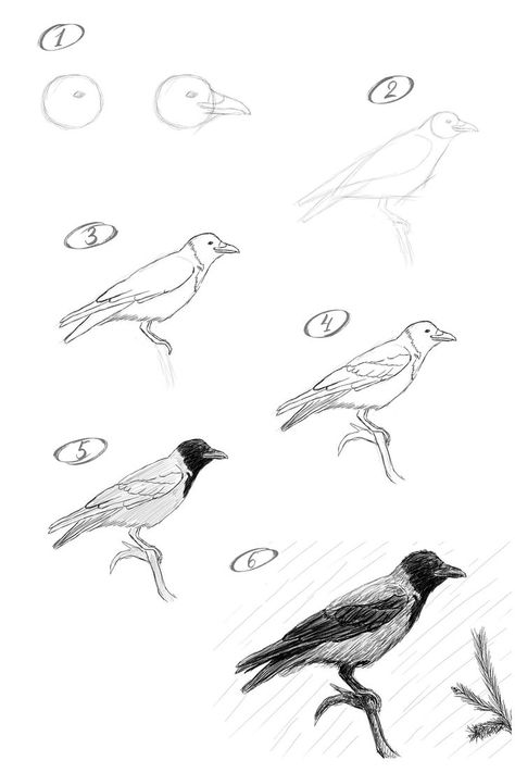 Crow Drawing Tutorial, How To Draw Crow, How To Draw Birds Easy, Crow Drawing Easy, Crow Drawing Sketch, Black Bird Drawing, How To Draw A Bird, Bird Drawing Tutorial, Drawing A Bird