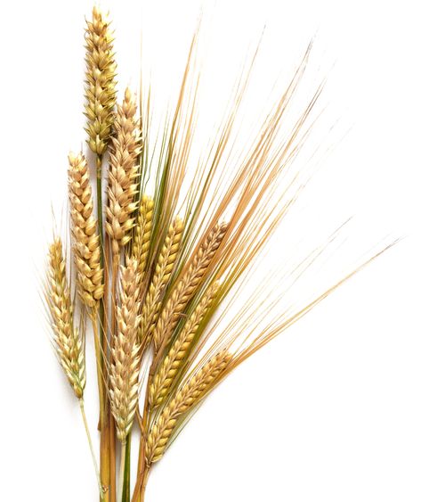 Barley Transparent Background What Foods Have Gluten, Ancestral Nutrition, Best Psychics, Fields Of Gold, Love Spell Caster, Love Astrology, Love Spell That Work, Wheat Fields, Marriage Life