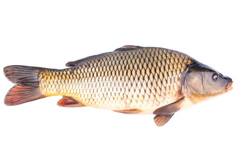 Fish Images Pictures, Fish From Below, Fish White Background, Carp Fish Photography, Fish Close Up, Fish Splashing Out Of Water, Live Background, How To Catch Catfish, Carp Fishing Tips