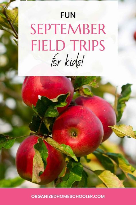 These September homeschool activities and field trips are sure to add a bit of fun and whimsy to your lesson plans. Fall Field Trip Ideas, September Homeschool Ideas, September Activities For Kids, September Homeschool, Math Picture Books, Roald Dahl Day, Silly Holidays, September Activities, Math Pictures