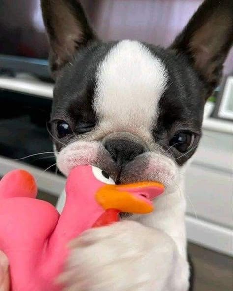 Funny Boston Terriers, Silly Animal Pictures, Baby Boston Terriers, Preppy Dog, Boston Terrier Funny, Boston Terrier Puppy, Boston Terrier Dog, Super Cute Animals, Cute Animals Images