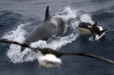 How albatrosses see the orcas from above! Kingdom Animalia, Orca Whales, Awesome Animals, Animal Antics, Underwater Life, Sea Otter, Photo Of The Day, Killer Whales, Sea World