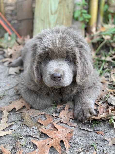 NEWFOUNDLAND black male one silver female 6 weeks as of 8 nov 2020 Newfoundland Puppy Grey, Black Newfoundland Dog, Dogs Name Male, Grey Newfoundland Dog, Male Dogs Names, Newfoundland Dog Puppy, Dog Breeding Kennels, Dogs Names List, Newfoundland Puppy