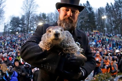 Punxsutawney Phil Sees His Shadow on Groundhog Day in Gobbler's Knob | AccuWeather Punxsutawney Phil, Weather Predictions, Groundhog Day, Winter Weather, Rodents, Bald Eagle, Koala, Ankara, Riding Helmets