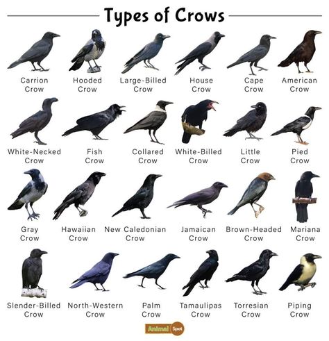 Names That Mean Raven, Crow Party Ideas, Crow Meaning, Crow Facts, Taxonomic Classification, Birds To Draw, Crow Or Raven, Owl Drawings, Fire Ideas