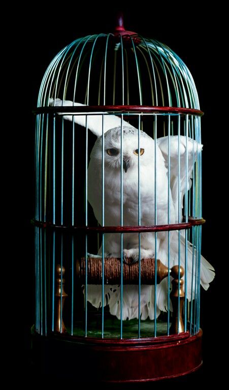 Hp Nursery, Harry Potter Theatre, Steampunk Movies, Harry Potter Christmas Decorations, Harry Potter Room Decor, The Caged Bird Sings, Harry Potter Hedwig, Harry Potter Bedroom, Visual Reference