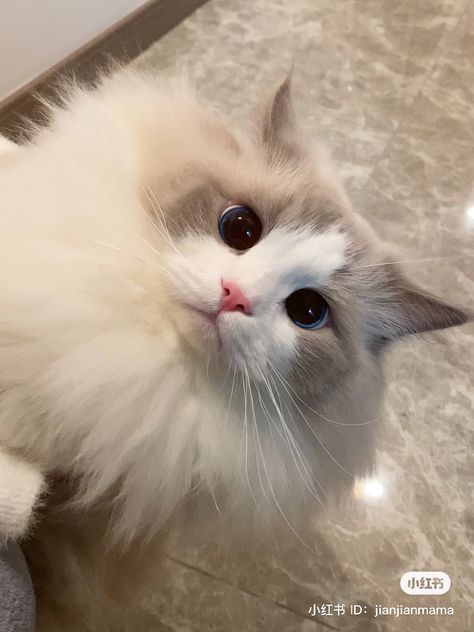 White Fluffy Cat Blue Eyes, White And Grey Fluffy Cat, White Ragdoll Cat Blue Eyes, Cute Cat Ragdoll, White Kitty With Blue Eyes, Grey And White Ragdoll Cat, White Cat Brown Eyes, White Blue Eyed Cat, White Cat Green Eyes Aesthetic