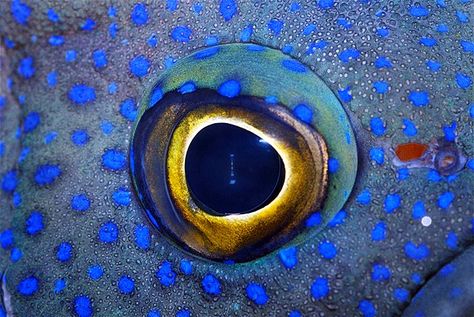 Southern blue devil fish Animal Close Up, Close Up Art, Regard Animal, Foto Macro, Human Photography, Human Pictures, Eye Quotes, Eye Close Up, Fish Eye