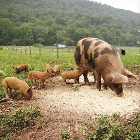 Pig Pasture, Pig Breeds, Cute Piglets, Pig Farming, Human Food, Wild Boar, Dream Baby, Animal Welfare, Good Energy