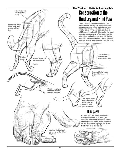 The Weatherly Guide to Drawing Cats - Etsy UK Feline Anatomy, Lion Portrait, Cat Drawing Tutorial, Cat Anatomy, Nature Sketch, Cat Reference, Animal Anatomy, Human Anatomy Art, Animal Study