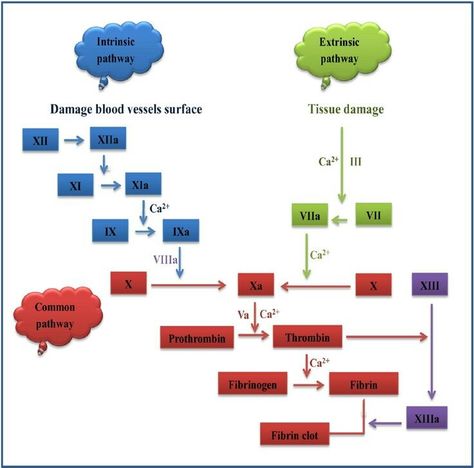 Coagulation Cascade Blood Physiology, Clotting Cascade, Anesthesia School, Coagulation Cascade, Crna School, Nursing School Problems, Nurse Anesthesia, Clinical Nurse Specialist, Clinical Chemistry