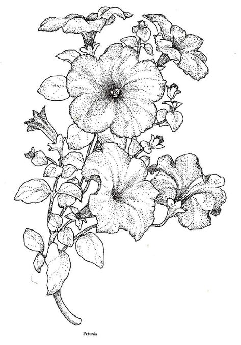 Petunia Tattoo, Drawing Of Flowers, Petunia Flower, Illustration Botanique, White Drawing, Flower Sketches, 자수 디자인, Flower Coloring Pages, Yandex Disk