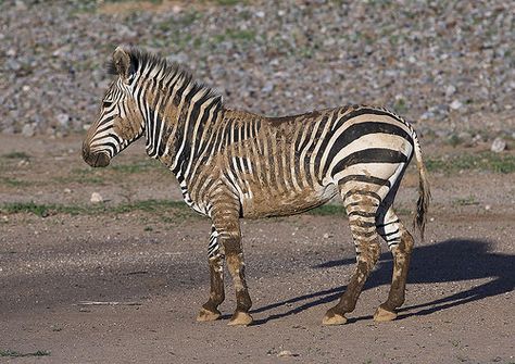 Hartman's Mountain Zebra, Grootberg, Namibia | © Eric Laffor… | Flickr Mountain Zebra, Eric Lafforgue, Live Animals, Horse Photos, Horses, Animals