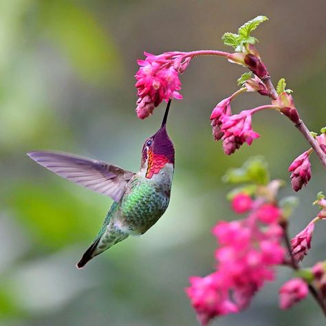 A male Anna's Hummingbird & red-flowering currant, by Leslie Scopes Anderson, California / Family Handyman Hummingbird Photos, Hummingbirds Photography, Hummingbird Nests, Fall Friends, Hummingbird Pictures, Hummingbird Tattoo, Winter Bird, How To Attract Hummingbirds, Butterfly Painting