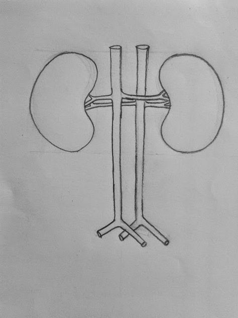 DRAW IT NEAT : How to draw Human kidneys Stomach Diagram, Biology Drawing, How To Draw Human, Easy Hand Drawings, Biology Diagrams, Human Kidney, Heart Diagram, Excretory System, Study Biology