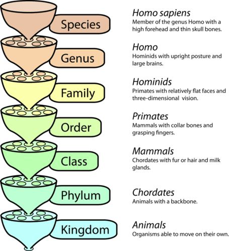 Taxonomy Biology, Igcse Biology, Study Biology, Animal Classification, Biology Classroom, Basic Anatomy And Physiology, High School Biology, Biology Lessons, Teaching Biology