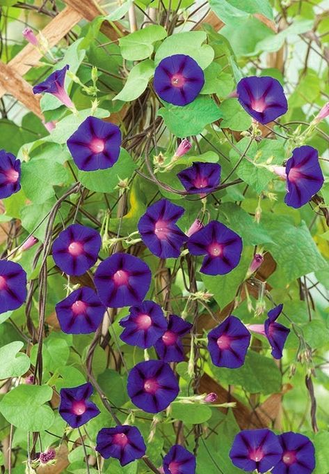 Fast Growing Climbers, Ivy Geraniums, Morning Glory Flowers, Wild Poppies, Fruit Seeds, Poppy Seeds, Organic Seeds, Morning Glory, Cloudy Day