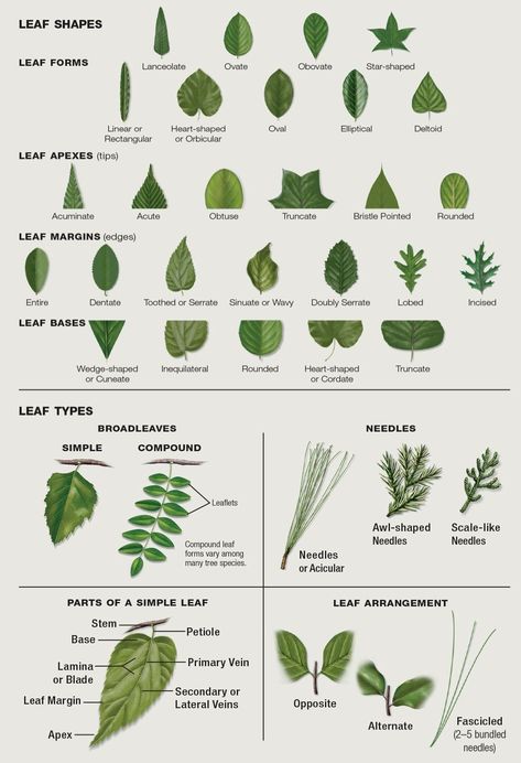 Leaf Identification Leaf Symbolism, Plant Identification Tags, Leaf Identification Chart, Plant Identification Chart, Plant Leaf Identification, Tree Leaf Identification, Leaf Types, Vetenskapliga Experiment, Biology Plants