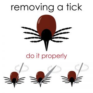 Tick Removal Dog, Get Rid Of Ticks, Ticks On Dogs, Tick Removal, Tick Bite, Vet School, Tick Prevention, Termite Control, Dog Health Tips