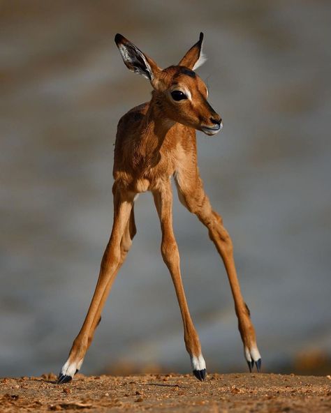 My Dream For Animals on Instagram: “A baby #impala, mere hours old, taking in the world for the first time ❤️ 📷 @ladzinski #impala #impalas #impalasofinstagram” Impala Animal, Black Tar, Elephant Shrew, African Antelope, Safari Baby Animals, Wildlife Travel, Animal References, Animal Magic, Pretty Animals