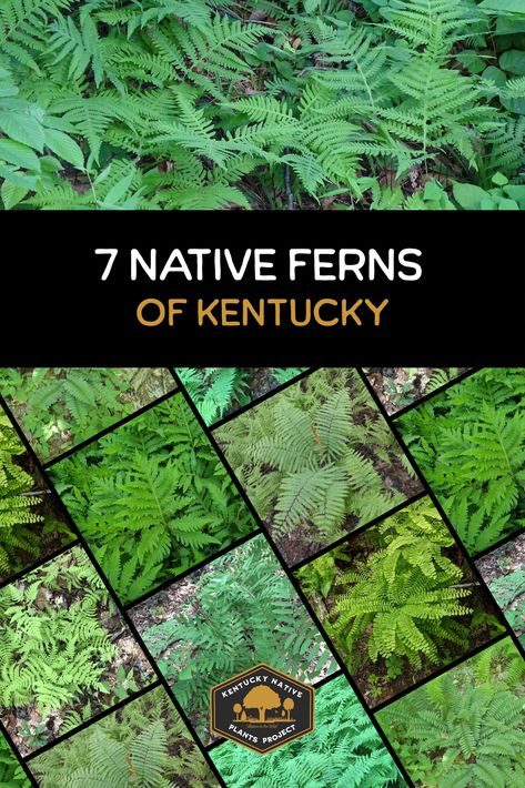 native ferns of kentucky Native Kentucky Plants, Gardening In Kentucky, Kentucky Homestead, Kentucky Garden, Fern Varieties, Shaded Garden, Mother Nature Tattoos, Native Plant Gardening, Plant Projects