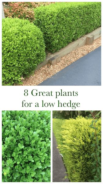 These are some of the best plant choices for creating a small hedge. Keep in mind we live in West Gippsland about 1hr east of Melbourne. Small Hedges Front Yards, Low Boxwood Hedge, Privacy Plant Ideas Front Yard, Evergreen Hedges Landscaping, Texas Privet Hedge, Short Hedge Plants, Shade Hedge Plants, Best Hedge Plants, Low Maintenance Hedges For Privacy