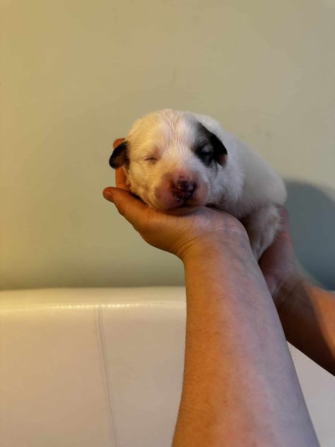 5 Great Pyrenees Puppies For Sale | PetClassifieds.com Great Pyrenees Puppies, Mixed Puppies, Pyrenees Puppies, Great Pyrenees Puppy, Puppies For Sale Near Me, Indoor Family, Goldendoodle Puppy, Great Pyrenees, Pyrenees