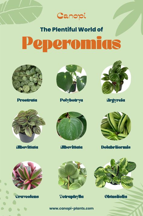 Dive into the colorful world of Peperomia plant care with us. Peperomia Plant Care, Dog Safe Plants, Peperomia Plant, Patio Indoor, Plants Aesthetic, Dream Patio, Golden Pothos, Zz Plant, Home Plants