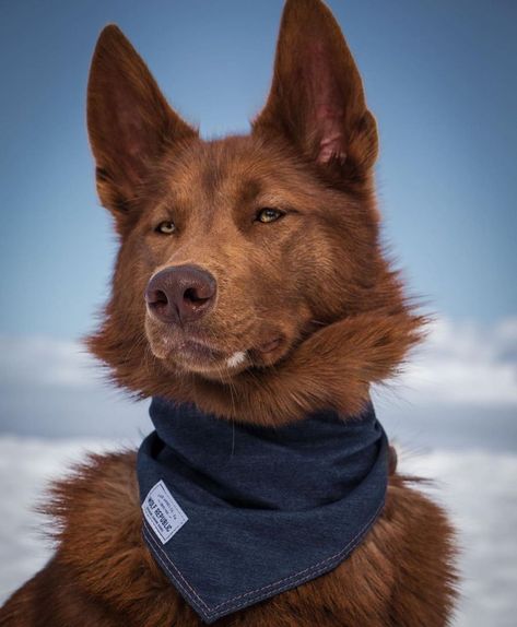 WOLF REPUBLIC on Instagram: “Forever a classic, the signature Denim Bandana (or “Wild Rag”). A wild rag is a scarf worn around the neck by adventure dogs and others…” Denim Bandana, Best Shots, Dogs Breeds, Good Dog, Wild Rag, Pretty Dogs, Pretty Animals, Dog Gear, Silly Animals