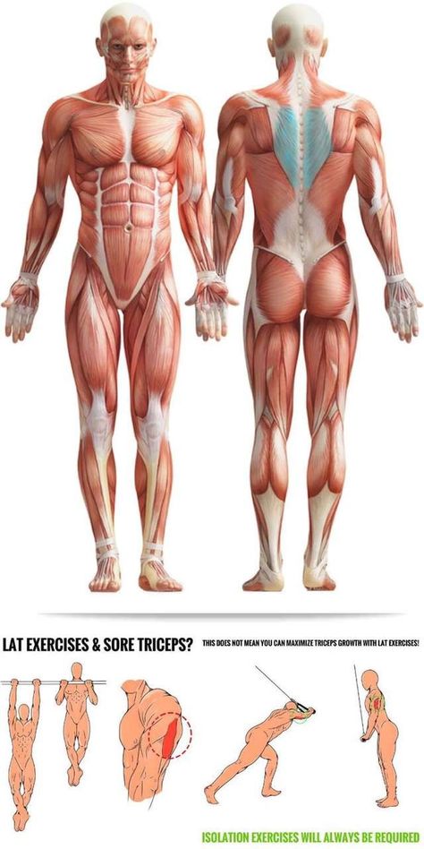 Body Muscle Anatomy, Human Muscle Anatomy, Human Anatomy Reference, Anatomy Practice, Basic Anatomy And Physiology, Man Anatomy, Anatomy Sculpture, Anatomy Models, Human Body Anatomy