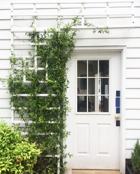 Over Door Trellis, Front Door Arbor Entrance, Trellis By Front Door, Trellis Front Door, Trellis Over Front Door, Trellis Ideas Front Of House, Trellis Front Of House, Trellis Against House, Vine Decor Ideas