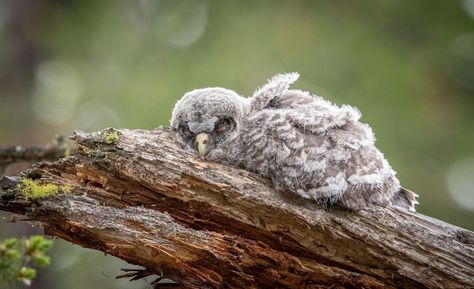 Daily Dozen — Photos -- National Geographic Your Shot National Geographic