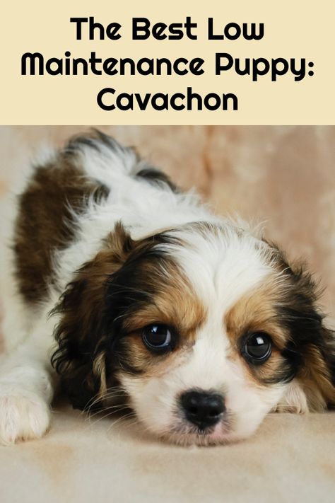 Best Small Dog Breeds, Calm Dog Breeds, Cavachon Dog, Best Small Dogs, Cavachon Puppies, Cute Small Dogs, Dog Breeds List, Good Character, Calm Dogs