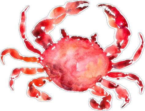 Crabs watercolour illustration bt Tanya Amos by Tanya Amos Crab Watercolor, Watercolour Illustration, Art Pages, Watercolor Illustration, Crab, Creative Professional, Global Community, Arts And Crafts, Collage