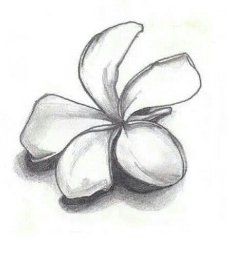 Simple...but improves your shading. Flower Drawing Shading, Pencil Drawings Of Nature, Sketch Flower, Flowers Sketch, Shell Drawing, Pencil Inspiration, Pencil Drawings Of Flowers, Shading Drawing, Nature Sketch