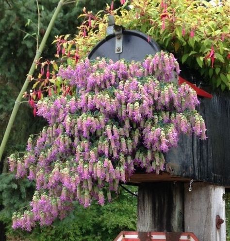 Plants In Kitchen, Ornamental Oregano, Nursery Photos, Hang Plants, Oregano Plant, High Country Gardens, Porch Plants, Kitchen Plants, Flower Baskets